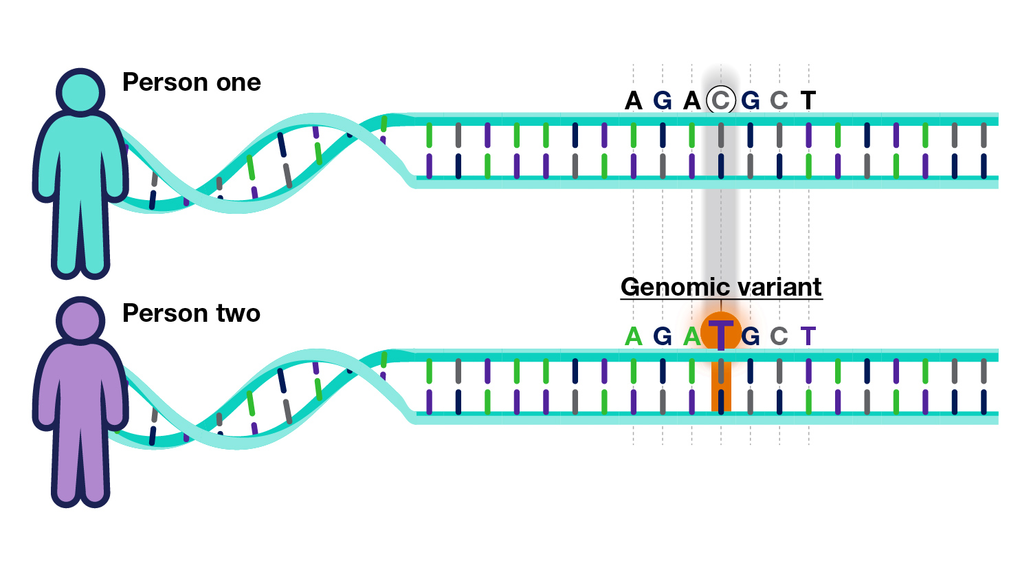 Genetic Variation and Disease Risk in Diverse Populations